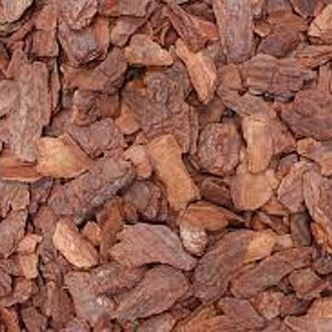 Casca de Pinus