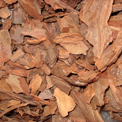 Casca de Pinus
