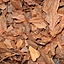 Casca de Pinus