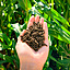 ADUBO ORGANICO CAMA DE AVES CLASSE A BOLSAS 40KG